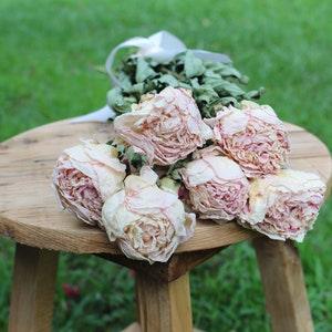 Dried Peony Bunch- Blush Pink and Cream Color