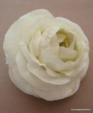 3 1/2" Variegated Cream Ranunculus Silk Flower Brooch Pin,Bridal,Dance,Wedding