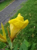 Giant Canna Lily Live Plant perennial Blubs Outdoor Tropical Flowers Roots Free