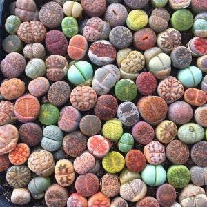 Living Stones LITHOPS  SEEDS MIX-   Succulent Seeds- Instructions Included- New