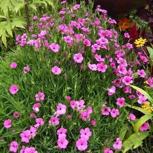 200+   William Silene Pink Flower Seeds---B376- Lychnis Viscaria Campion-Catchfly