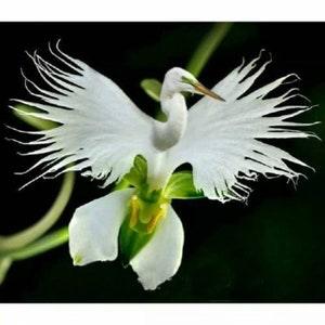 Orchid Seeds Radiata (15 per pack)
