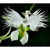 Orchid Seeds Radiata (15 per pack)