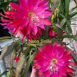 1 cutting/ leaf/ stem Rare Neon Smile Epiphyllum Orchid Cactus 8-10???
