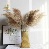 Pampas Grass Decor Flowers Bunch Natural Dried Flowers Reed Tall 20-22????