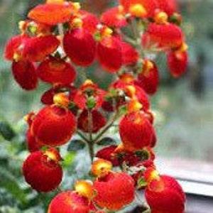 RED LADY SLIPPER Calceolaria Hybrida, 10 Seeds