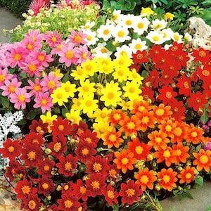 Dahlia Dwarf Miniature Flowers Blend 0.5g - 50 Seeds - Dahlia Variabilis NON GMO
