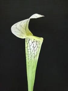 Large Artificial pitcher plant stem, carnivorous flowers  LIGHT GREEN