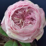 Pink peony rose for vase, HANDMADE Realistic real touch flower, Eternal Austin Cabbage Rose, Artificial rose foam, English garden Pink rose