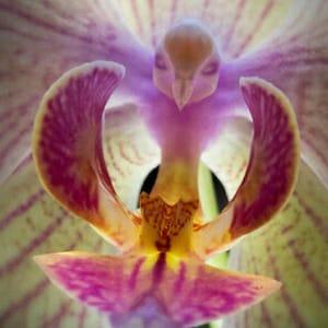 50pcs Moth Orchid (Phalaenopsis) Flower Seeds Plant Seed Bonsai Home Garden (code 85)