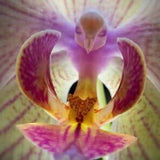 50pcs Moth Orchid (Phalaenopsis) Flower Seeds Plant Seed Bonsai Home Garden (code 85)