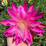 1 cutting/ leaf/ stem ATLANTIS Epiphyllum Orchid Cactus 6-8???