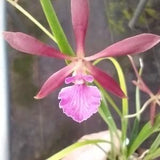 Encyclia Boricana x Enc bractescens Orchid