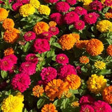 DWARF ZINNIA Mini Mix Butterflies Pollinators Elegans 30 Seeds