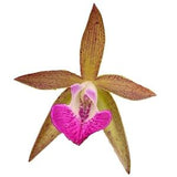 Brassocattleya Tigrinodosa - Cattleya leopoldii v. albinia 4N x Brassavola nodosa 4N Orchid ~ not in bloom ~