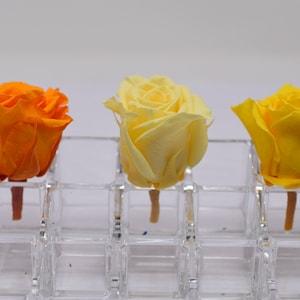 Orange Mix  Media Izumi Preserved Roses, Eternal Roses, Perfect as DIY Floral Arrangements, Wedding Roses, Rose Gift, Home Decor