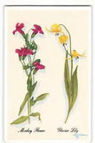 Postcard Harrison R. Crandall Monkey Flower & Glacier Lily Artist Signed VPC0.