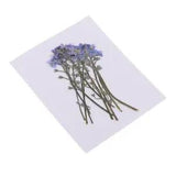 10x Pressed   Dried Flowers for Arts Crafts Resin Jewelry Making