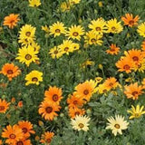 African Daisy Flower Seeds - Aurantica  - Bright and colourful single flowers to liven up your garden.