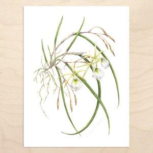 Brassavola Orchid Print -- Watercolor Botanical Art