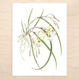 Brassavola Orchid Print -- Watercolor Botanical Art