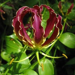 DARK-RED GLORY Lily Gloriosa carsonii Climbing Vine Forms Bulb, 3 Seeds