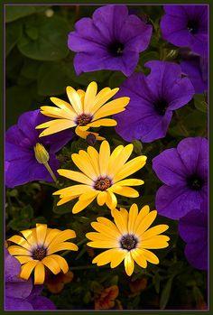 Royal Colours Bouquet Flower Delivery