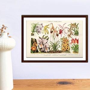 Orchids antique lithograph from 1927 vintage poster original flowers botanical print