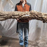 COLOSSAL 60" Cork Round - #2607 - for Reptiles, Airplants, Orchids, and Terrariums