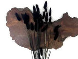 30 Pieces - 12-15" Black Bunny Tail Preserved Dried Botanical Grass Bouquet Deco
