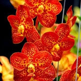 Orchid Seeds Orange (15 per pack)