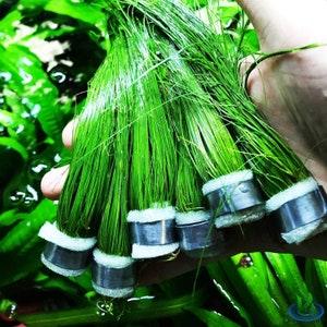 Greenpro Giant Hairgrass | Eleocharis Vivipara Package 6 Bundles Freshwater Live Aquarium Plants Background Fish Tank Decoration