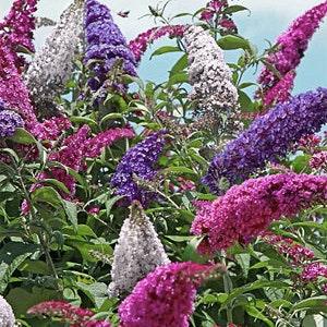 25+ Seeds /Summer Lilac Mix Seeds / Butterfly Bush Mix Seeds /  Fragrant Flowers / Perennial Flower / NON GMOB / (GN3)