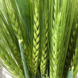 BARLEY seeds