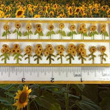 KIT Sunflowers Quarter Scale Kit, laser cut heavier yellow Paper LP049, note- not painted Autumn for wreaths too or 1:48 Mini DIY