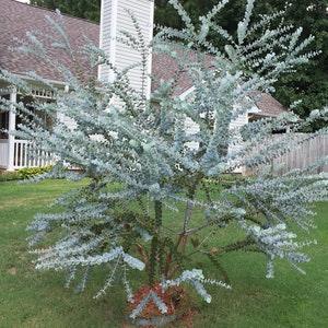 Eucalyptus Pulverulenta 25+ Tree Seeds
