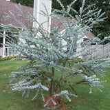 Eucalyptus Pulverulenta 25+ Tree Seeds