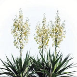 20 Yucca Glauca Soapweed Flower Seeds, Perennial - A Soap Making Aloe Tropical Bush Palm