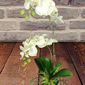 Artificial Phalaenopsis Orchid Plant, Silk Flowers MINT CREAM