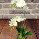 Artificial Phalaenopsis Orchid Plant, Silk Flowers MINT CREAM