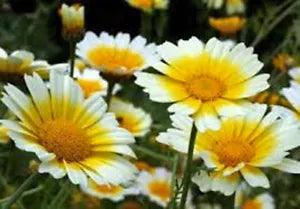 GARLAND DAISY 100+ SEEDS NEWLY HARVESTED