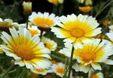 GARLAND DAISY 100+ SEEDS NEWLY HARVESTED