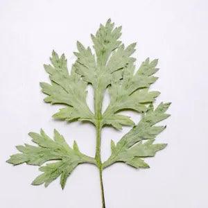 12PCS Real Pressed Dry Leaves, Floral Supply for art craft FSS20
