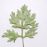 12PCS Real Pressed Dry Leaves, Floral Supply for art craft FSS20