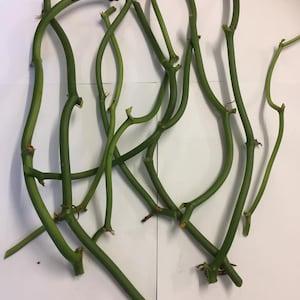 3 Vanilla cuttings from 2 to 3 knots from Reunion Island (Bourbon vanilla)