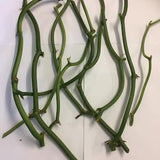 3 Vanilla cuttings from 2 to 3 knots from Reunion Island (Bourbon vanilla)