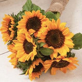 15+ seeds / Sonja Sunflower Seed / Branching Sunflower / (#72)