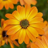 Calendula Seeds - Marigolds - Organic Herb Seeds - Seeds Mix - Seeds for Planting and Flowers for Growing - Non GMO Garden Seeds