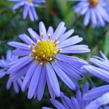 SMOOTH BLUE ASTER Symphyotrichum Laeve Hardy Perennial 30 Seeds