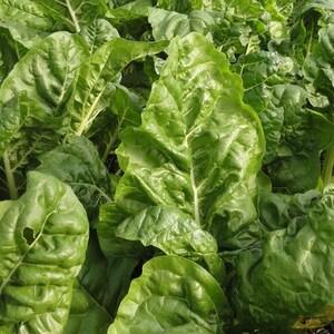 50 Seeds- Organic Eldorado Swiss Chard-Heirloom Seeds-Z126-Matures in 55-60 days-Excellent microgreens